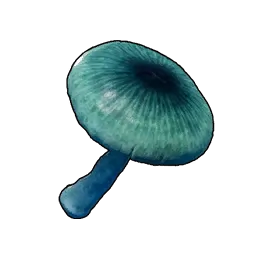 不可思议的蘑菇